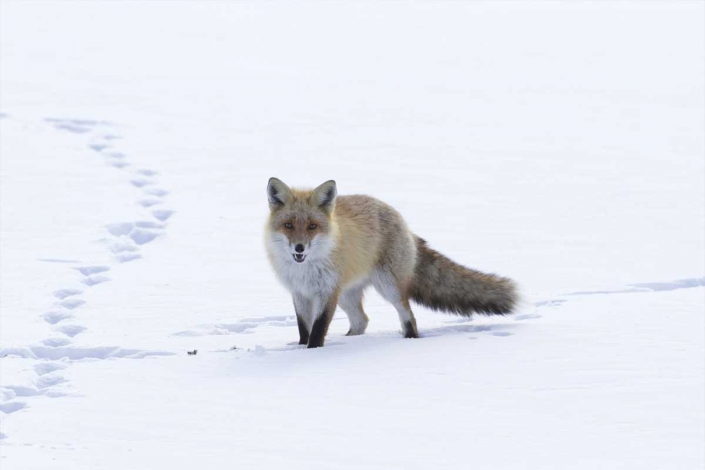 Wall Art Painting id:126968, Name: Japan, Hokkaido, Tsurui Red fox in a snowy field, Artist: Anon, Josh