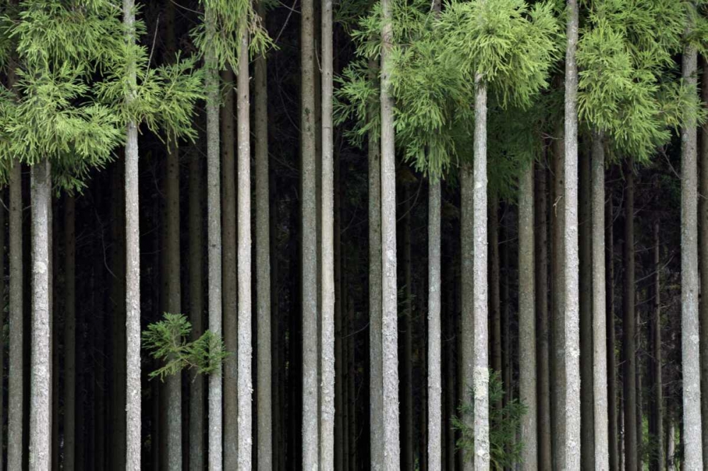 Wall Art Painting id:127560, Name: Japan, Nara, Soni Plateau Cedar tree grove, Artist: Flaherty, Dennis