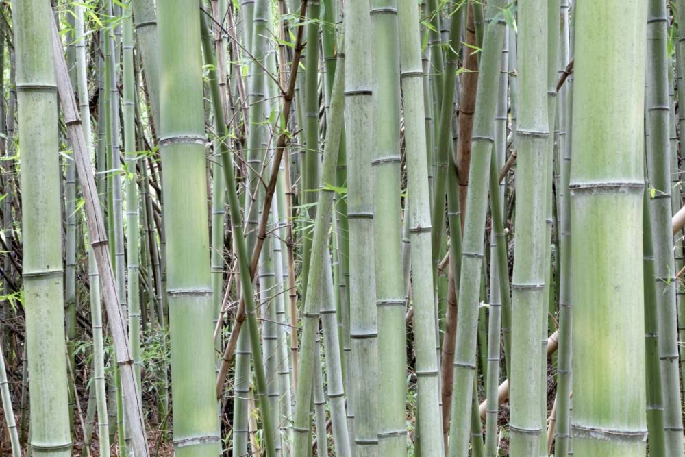 Wall Art Painting id:127712, Name: Japan, Nara Provence, Heguri-cho Bamboo grove, Artist: Flaherty, Dennis