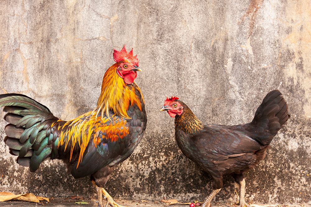 Wall Art Painting id:550578, Name: Laos- Luang Prabang. Chickens. A rooster and a hen., Artist: Haseltine, Tom