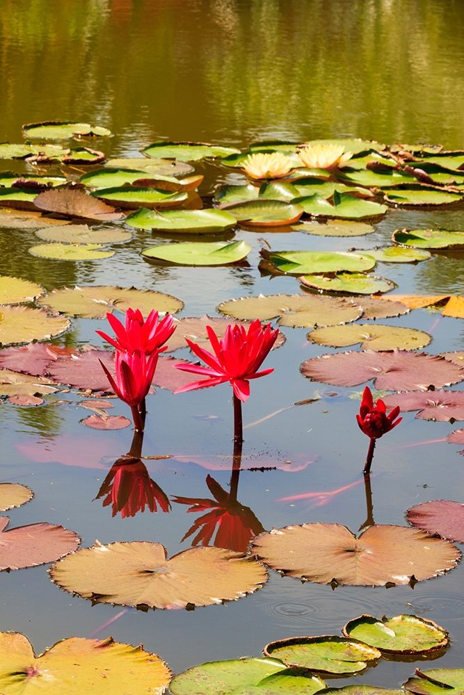 Wall Art Painting id:399286, Name: Thailand Royal Park Ratchaphruek Water lilies, Artist: Haseltine, Tom