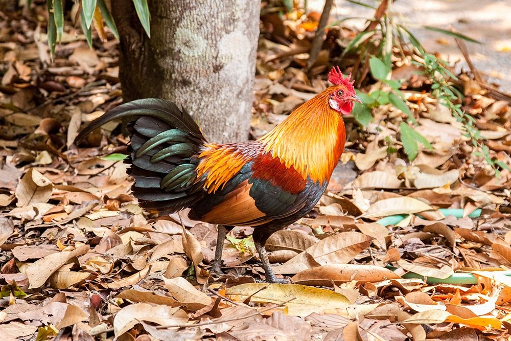 Wall Art Painting id:399304, Name: Thailand-Nong Khai Province Rooster, Artist: Haseltine, Tom