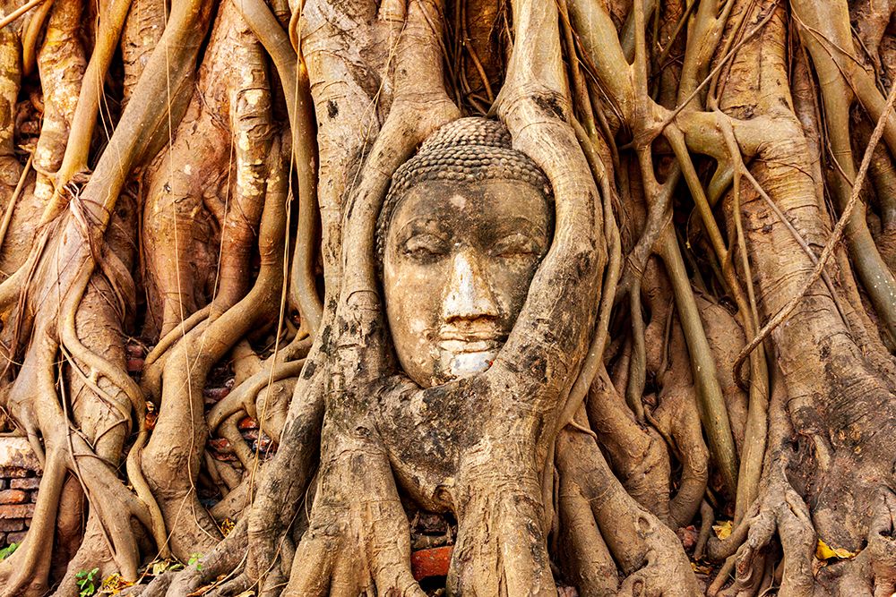 Wall Art Painting id:550598, Name: Thailand- Ayutthaya. Wat Mahathat. Buddha head engulfed in tree roots., Artist: Haseltine, Tom