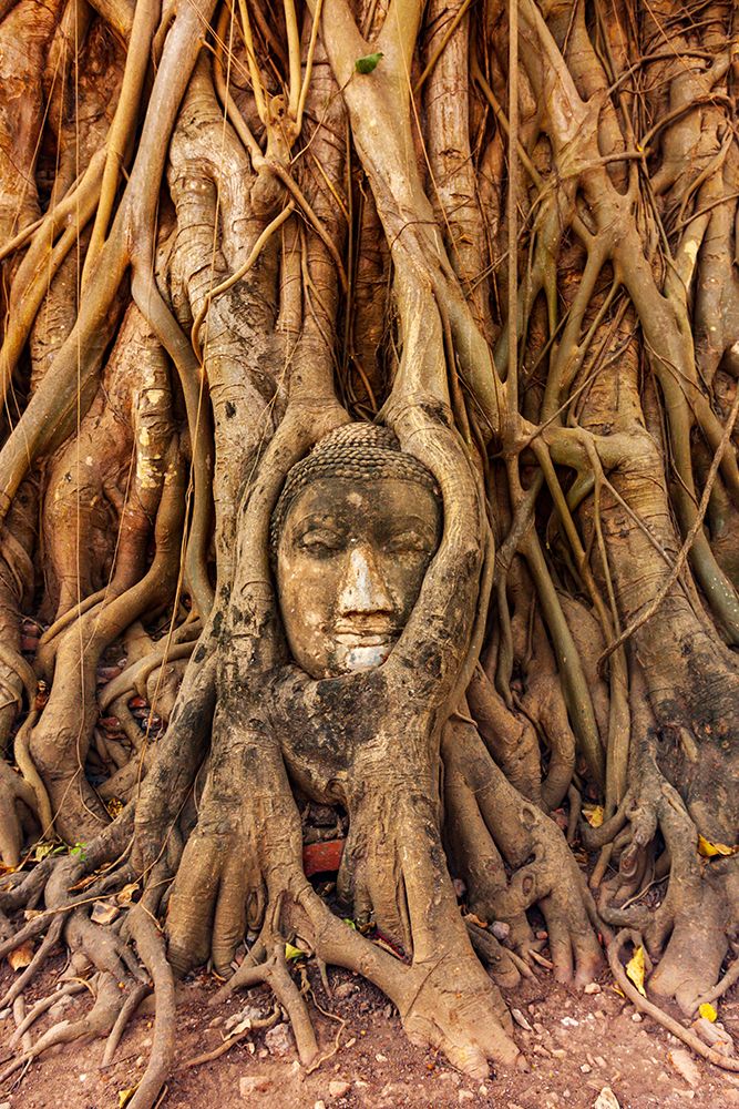 Wall Art Painting id:550599, Name: Thailand- Ayutthaya. Wat Mahathat. Buddha head engulfed in tree roots., Artist: Haseltine, Tom