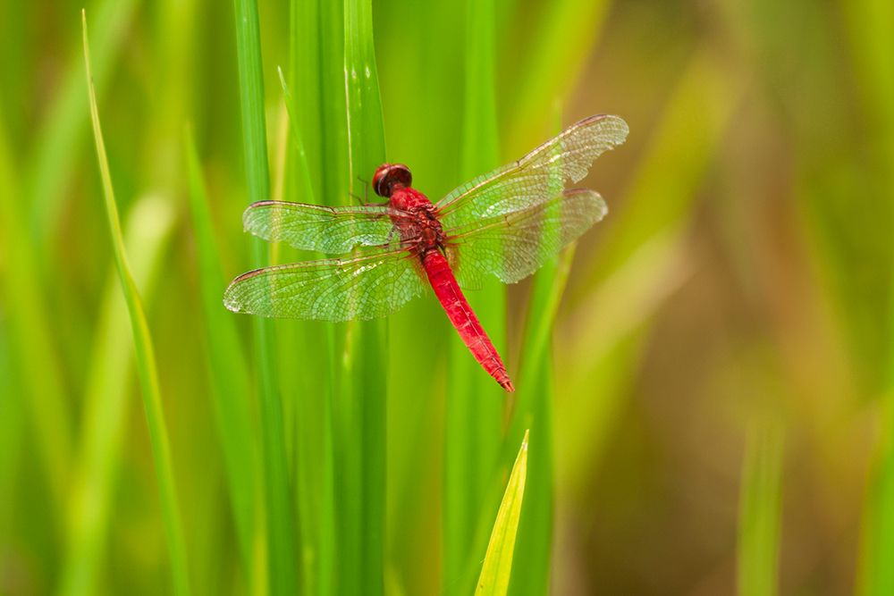 Wall Art Painting id:550613, Name: Chiang Mai- Thailand. Red Dragonfly- Orthetrum testaceum- also known as Scarlet Skimmer., Artist: Haseltine, Tom