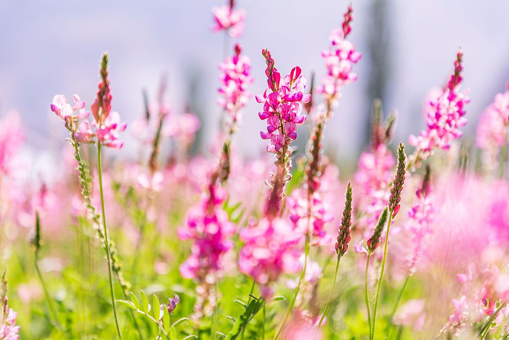 Wall Art Painting id:512373, Name: Sarytag-Sughd Province-Tajikistan Field of pink wildflowers in sunshine, Artist: Wilson, Emily