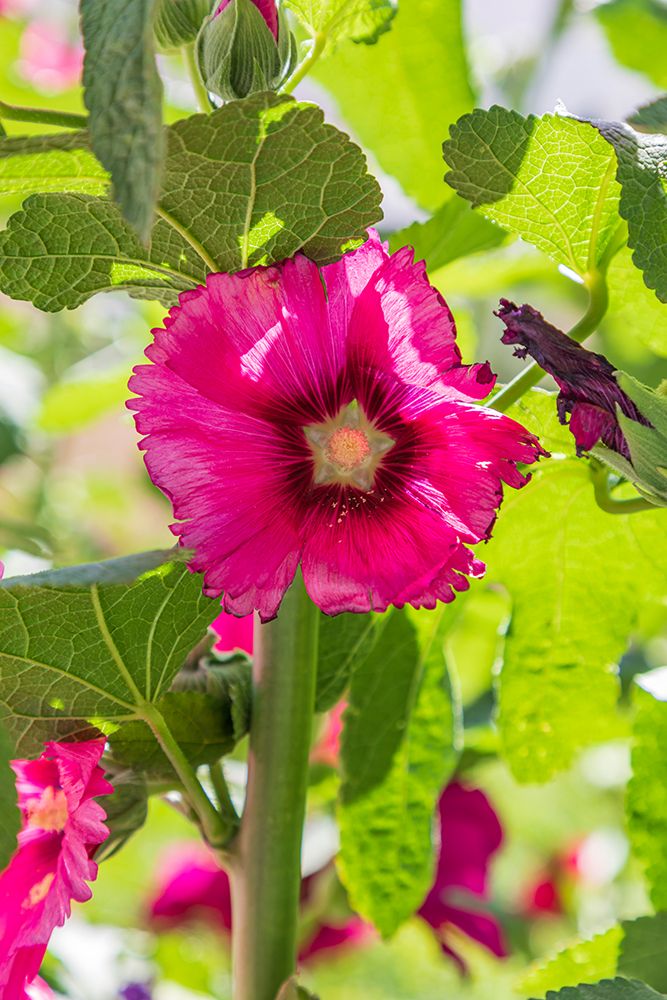 Wall Art Painting id:512374, Name: Sarytag-Sughd Province-Tajikistan Hollyhock blossoms in the mountains of Tajikistan, Artist: Wilson, Emily