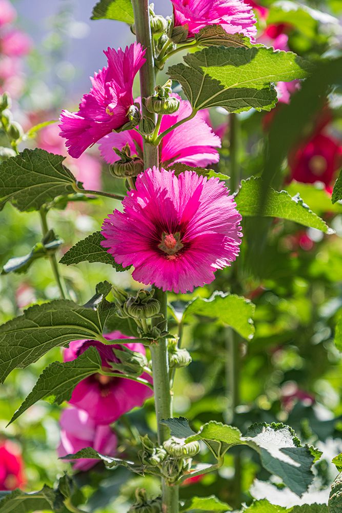 Wall Art Painting id:512375, Name: Sarytag-Sughd Province-Tajikistan Hollyhock blossoms in the mountains of Tajikistan, Artist: Wilson, Emily