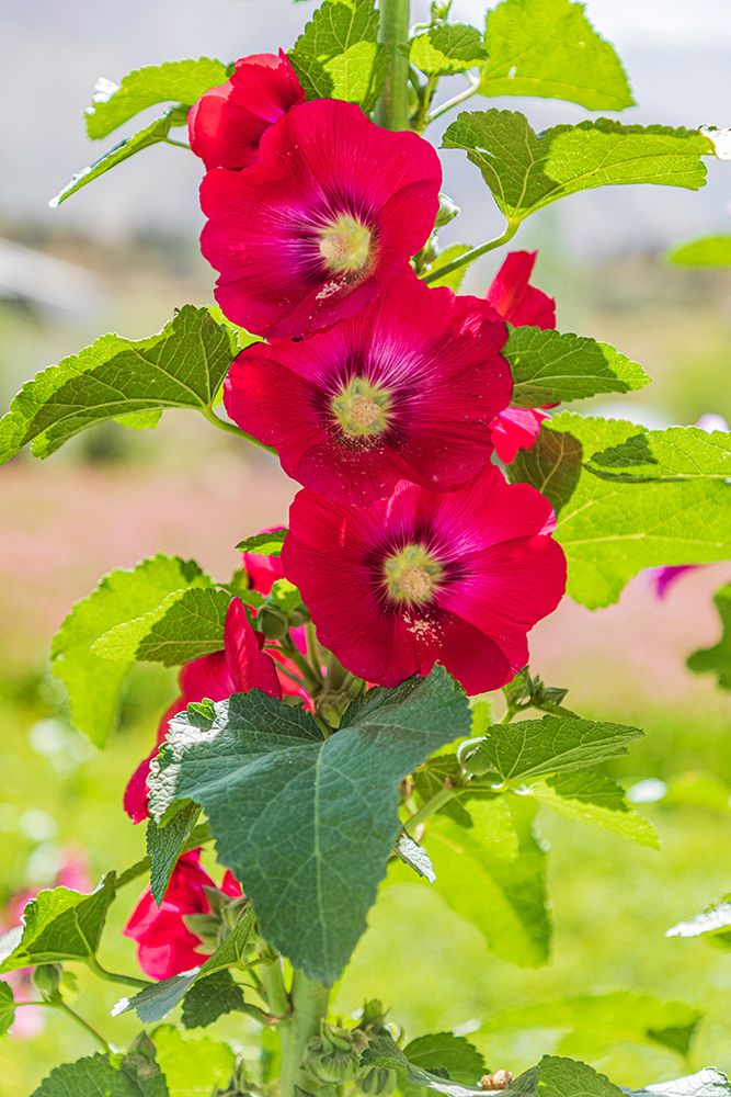 Wall Art Painting id:512376, Name: Sarytag-Sughd Province-Tajikistan Hollyhock blossoms in the mountains of Tajikistan, Artist: Wilson, Emily