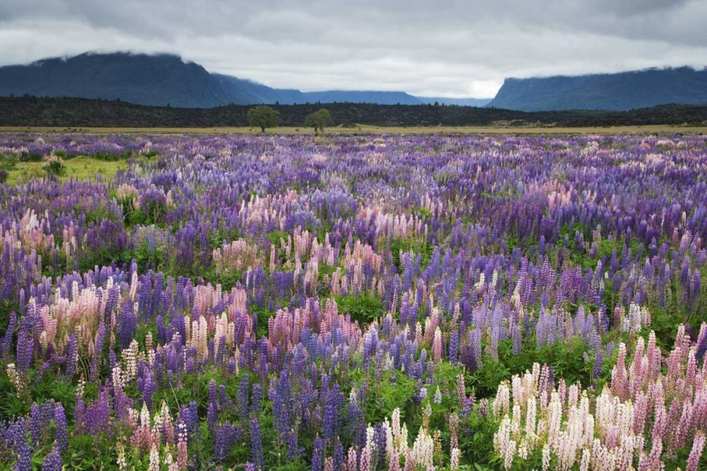 Wall Art Painting id:127536, Name: New Zealand, South Island Blooming lupine, Artist: Flaherty, Dennis