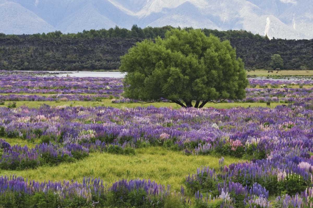 Wall Art Painting id:127538, Name: New Zealand, South Island Lupine and tree, Artist: Flaherty, Dennis