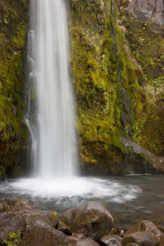 Wall Art Painting id:128376, Name: New Zealand, Taranaki Dawson Falls in Egmont NP, Artist: Grall, Don