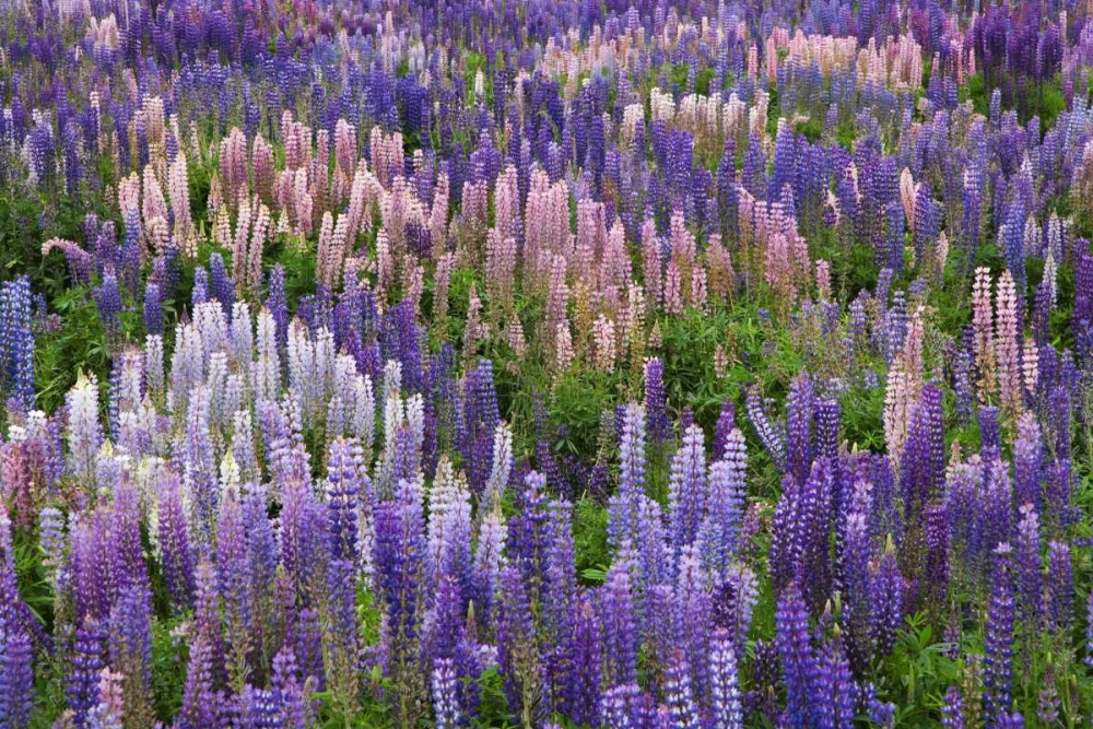 Wall Art Painting id:128085, Name: New Zealand, South Island Lupine in Fiordland NP, Artist: Flaherty, Dennis