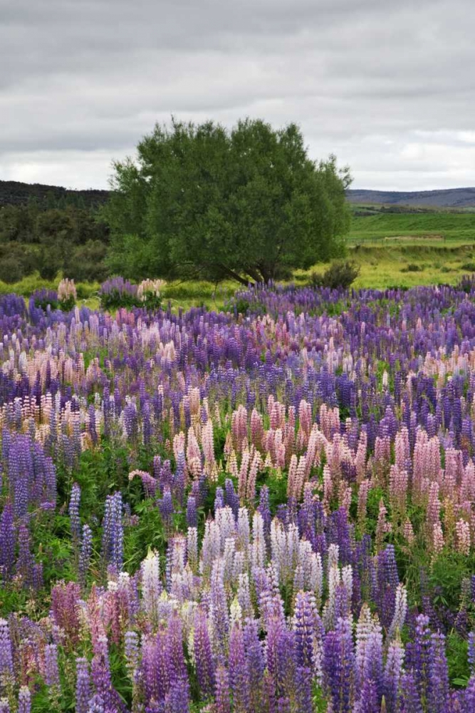 Wall Art Painting id:127730, Name: New Zealand, South Is Lupines in Fiordland NP, Artist: Flaherty, Dennis