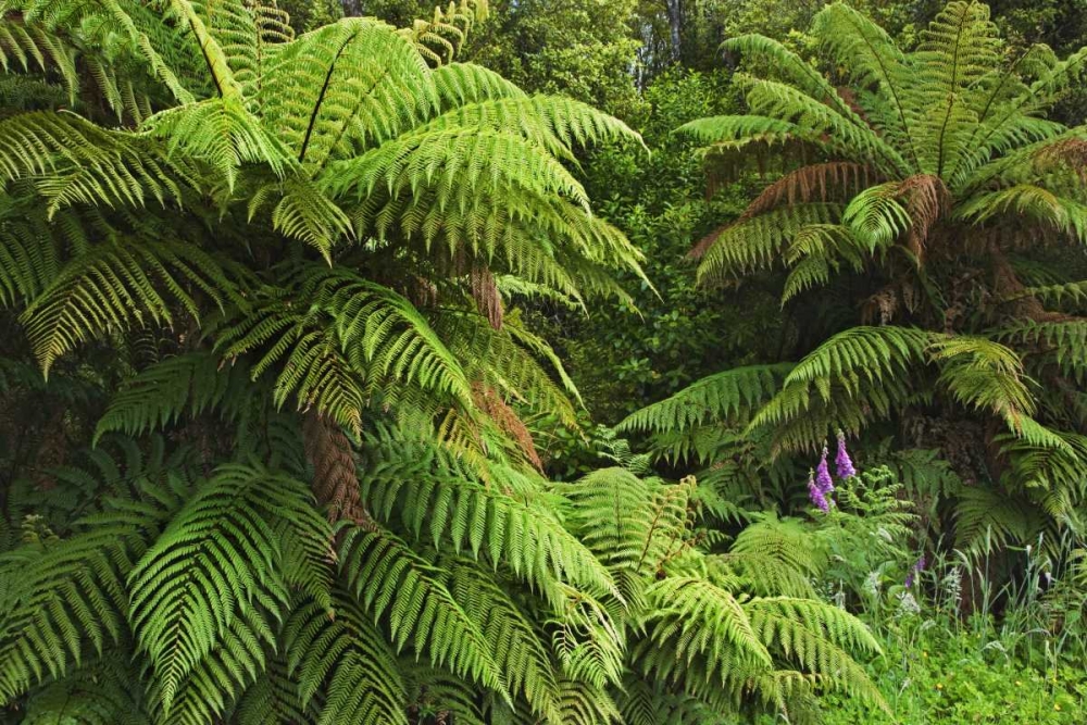 Wall Art Painting id:127396, Name: New Zealand, South Island Tree ferns, Artist: Flaherty, Dennis