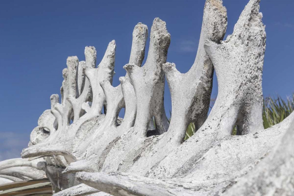 Wall Art Painting id:131928, Name: Bahamas, Exuma Island Sperm whale bones, Artist: Paulson, Don