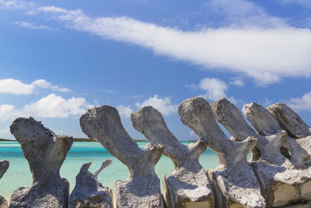 Wall Art Painting id:131930, Name: Bahamas, Exuma Island Sperm whale bones, Artist: Paulson, Don