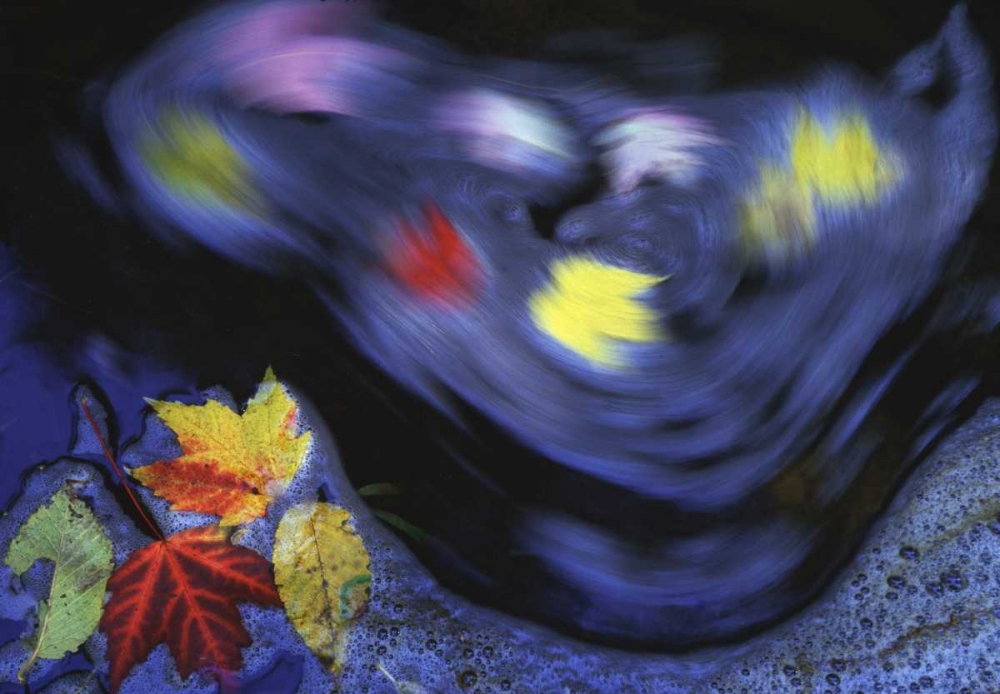 Wall Art Painting id:127320, Name: Canada, Quebec Autumn leaves swirl in a creek, Artist: Delisle, Gilles