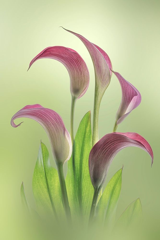 Wall Art Painting id:399497, Name: Washington State-Seabeck Calla lily flowers close-up, Artist: Jaynes Gallery