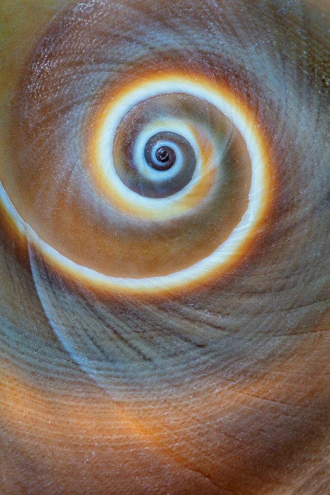 Wall Art Painting id:399498, Name: Washington State-Seabeck Spiral sea shell close-up, Artist: Jaynes Gallery