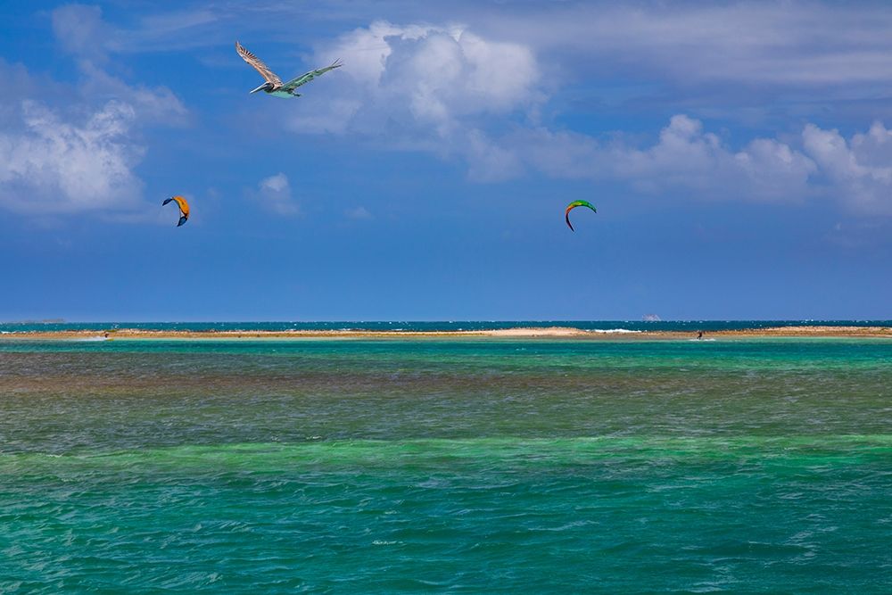 Wall Art Painting id:399508, Name: Caribbean-Grenada-Union Island Surf kites and pelican flying over ocean, Artist: Jaynes Gallery