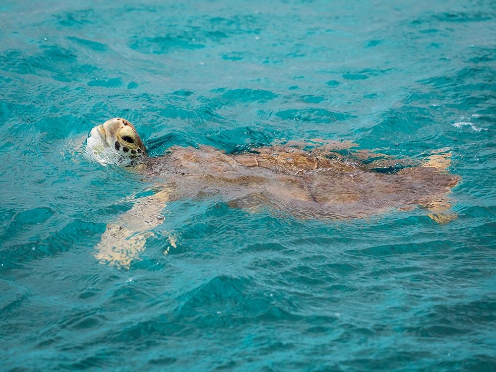 Wall Art Painting id:399513, Name: Caribbean-Grenada-Tobago Cays Green sea turtle in water, Artist: Jaynes Gallery