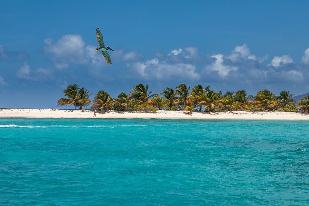 Wall Art Painting id:399520, Name: Caribbean-Grenada-Sandy Island Pelican flies over ocean shore, Artist: Jaynes Gallery