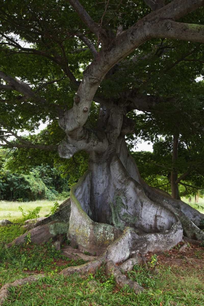 Wall Art Painting id:127440, Name: Puerto Rico, Viegues Island Ceiba tree, Artist: Flaherty, Dennis