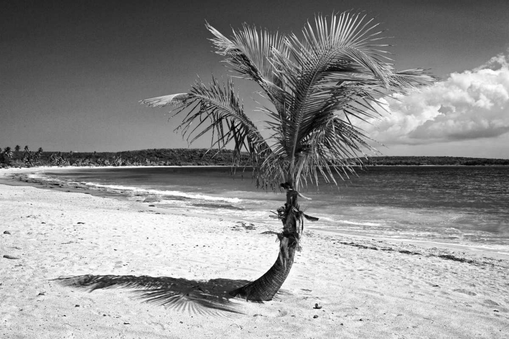 Wall Art Painting id:127892, Name: Puerto Rico, Vieques Coconut palm on Red Beach, Artist: Flaherty, Dennis