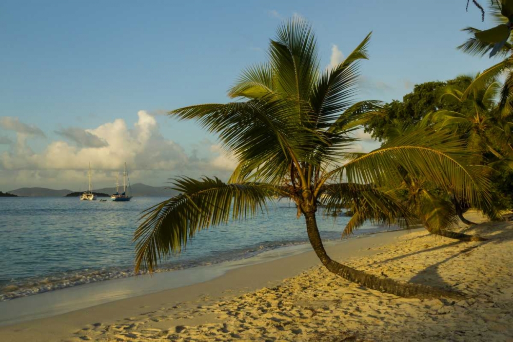 Wall Art Painting id:128972, Name: Caribbean, USA Virgin Islands Beach scenic, Artist: Illg, Cathy and Gordon