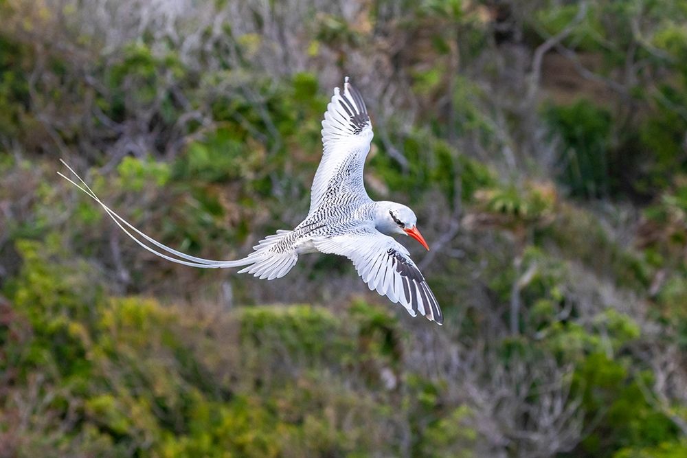 Wall Art Painting id:399538, Name: Caribbean-Little Tobago Island Red-billed tropicbird in flight , Artist: Jaynes Gallery