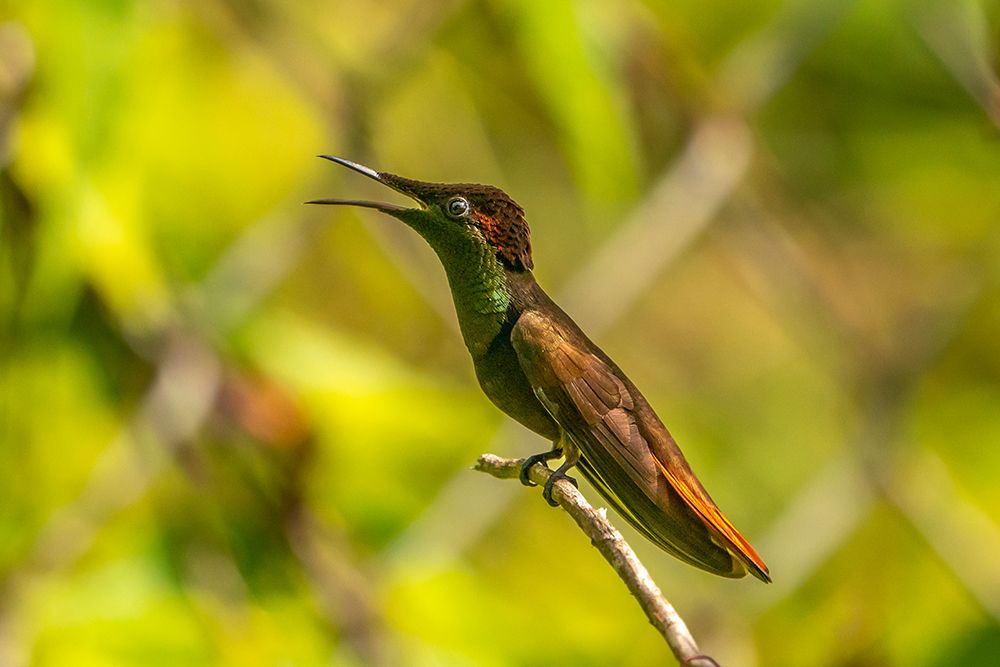 Wall Art Painting id:603849, Name: Tobago. Ruby topaz hummingbird on limb., Artist: Jaynes Gallery