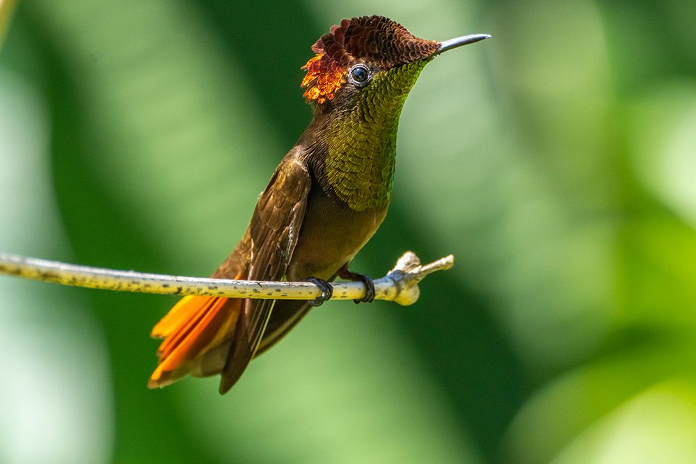 Wall Art Painting id:603851, Name: Tobago. Ruby topaz hummingbird on limb., Artist: Jaynes Gallery