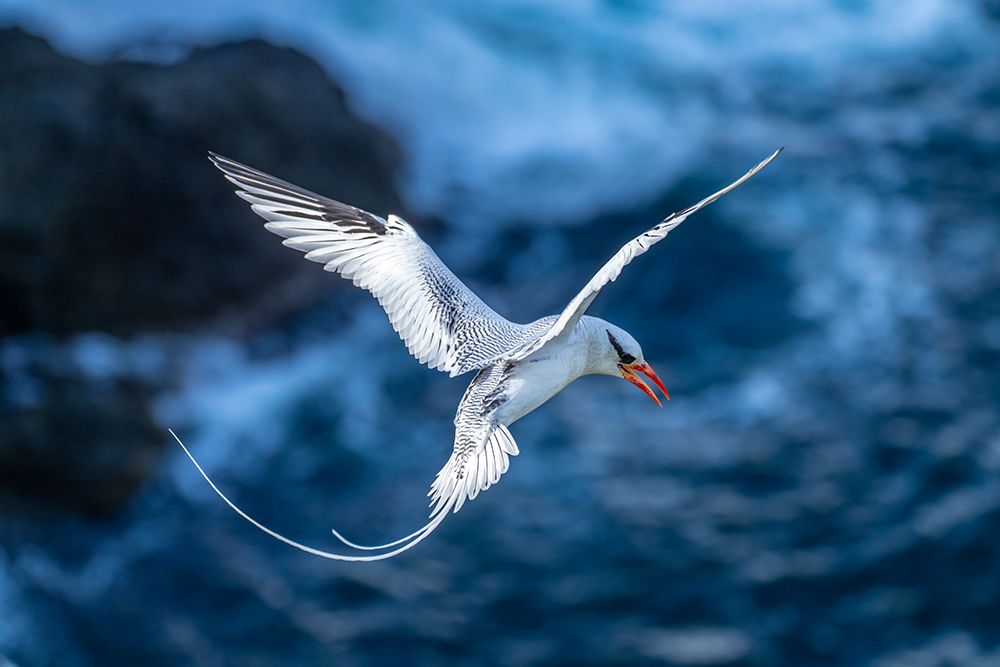 Wall Art Painting id:603855, Name: Tobago. Red-billed tropicbird in flight., Artist: Jaynes Gallery