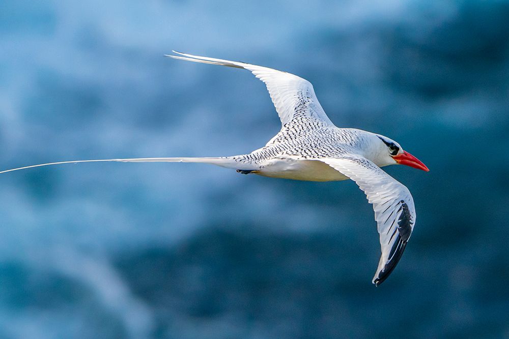 Wall Art Painting id:603856, Name: Tobago. Red-billed tropicbird in flight., Artist: Jaynes Gallery