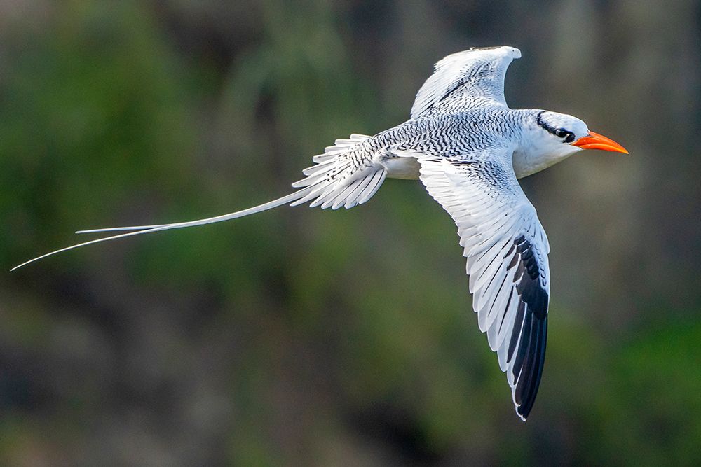 Wall Art Painting id:603857, Name: Tobago. Red-billed tropicbird in flight., Artist: Jaynes Gallery