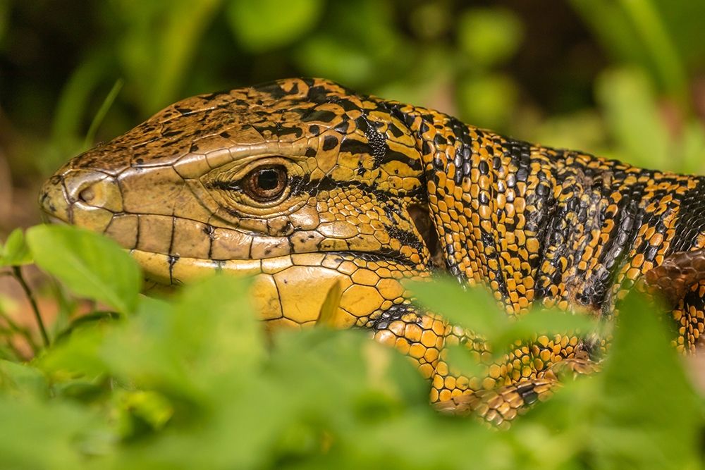 Wall Art Painting id:399548, Name: Caribbean-Trinidad-Asa Wright Nature Center Tegu lizard close-up , Artist: Jaynes Gallery