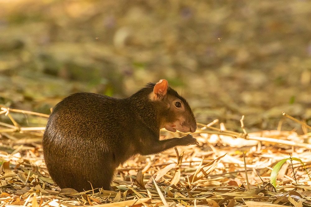 Wall Art Painting id:399553, Name: Caribbean-Trinidad-Asa Wright Nature Center Agouti eating , Artist: Jaynes Gallery