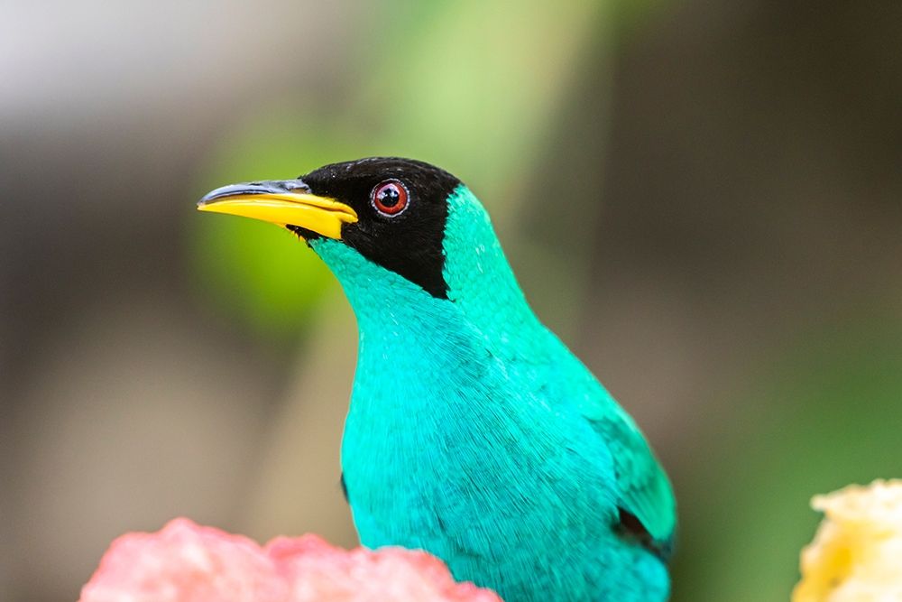 Wall Art Painting id:399556, Name: Caribbean-Trinidad-Asa Wright Nature Center Male green honeycreeper bird close-up , Artist: Jaynes Gallery