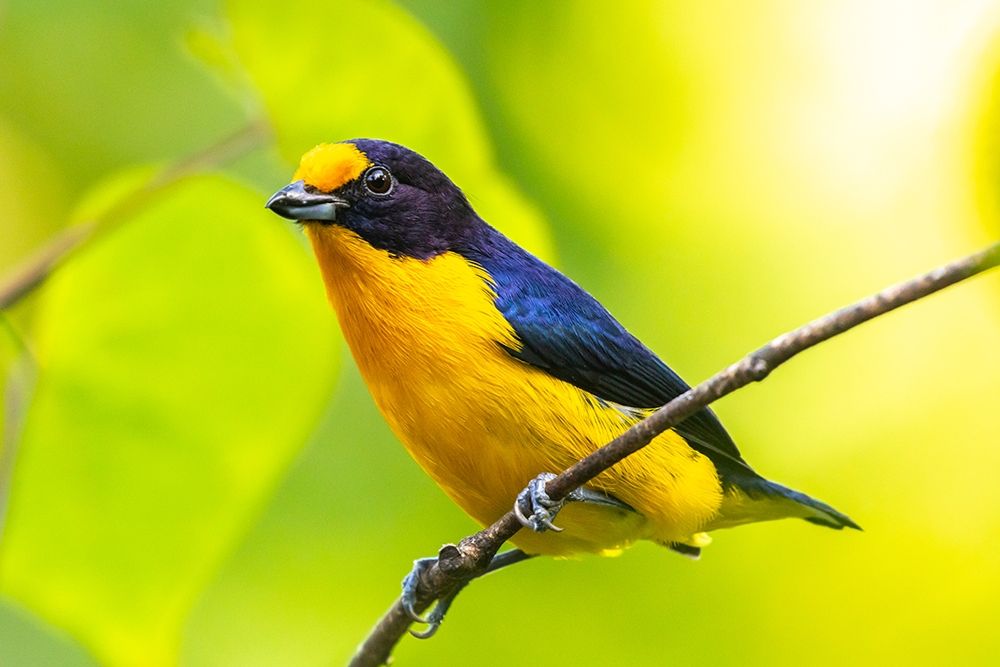 Wall Art Painting id:399557, Name: Caribbean-Trinidad-Asa Wright Nature Center Euphonia bird on limb , Artist: Jaynes Gallery