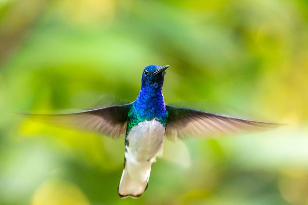 Wall Art Painting id:399563, Name: Caribbean-Trinidad-Asa Wright Nature Center Male white-necked jacobin hummingbird hovering , Artist: Jaynes Gallery