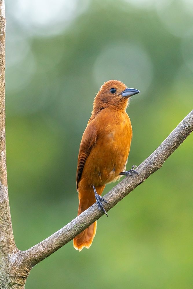 Wall Art Painting id:399567, Name: Caribbean-Trinidad-Asa Wright Nature Center Female white-lined tanager bird on limb , Artist: Jaynes Gallery