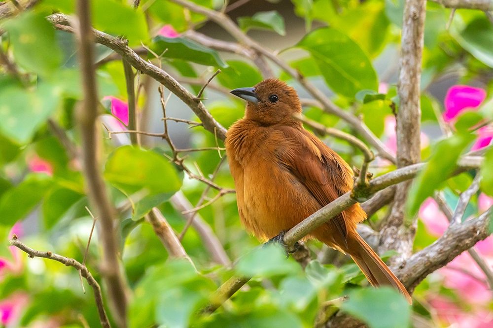 Wall Art Painting id:399570, Name: Caribbean-Trinidad-Asa Wright Nature Center Female white-lined tanager bird on limb , Artist: Jaynes Gallery