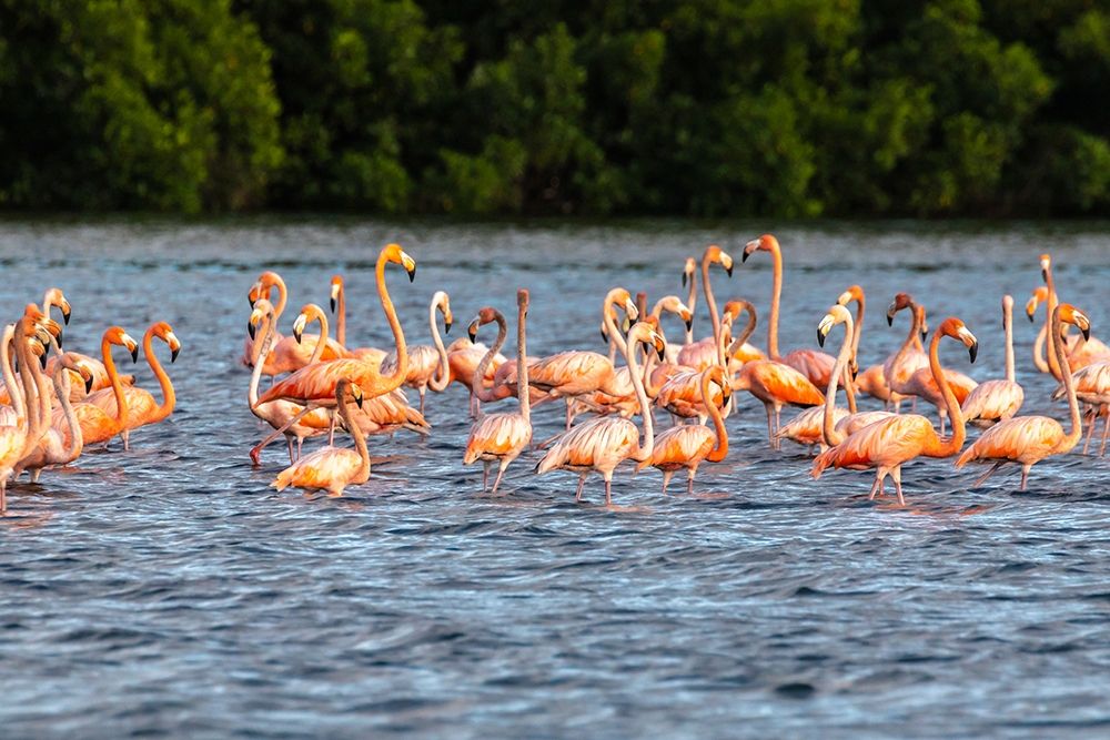 Wall Art Painting id:399582, Name: Caribbean-Trinidad-Caroni Swamp American greater flamingos in water , Artist: Jaynes Gallery