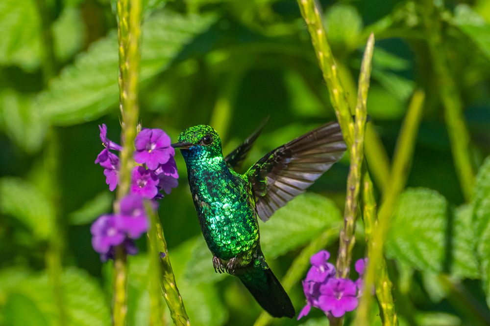 Wall Art Painting id:603860, Name: Trinidad. Blue-chinned sapphire hummingbird feeding on vervain flower., Artist: Jaynes Gallery