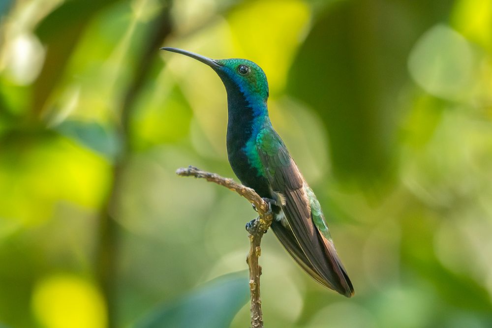 Wall Art Painting id:603861, Name: Trinidad. Black-throated mango hummingbird close-up., Artist: Jaynes Gallery