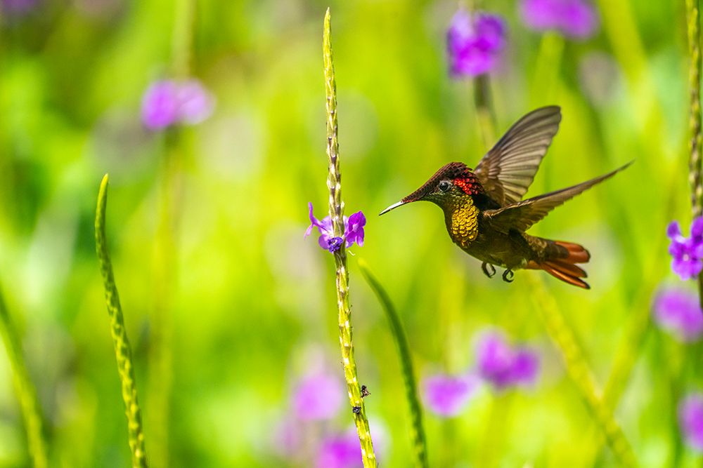 Wall Art Painting id:603862, Name: Trinidad. Ruby topaz hummingbird feeds on vervain flower., Artist: Jaynes Gallery