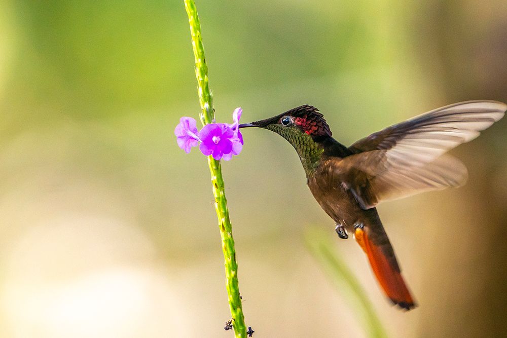 Wall Art Painting id:603864, Name: Trinidad. Ruby topaz hummingbird-feeding on vervain flower., Artist: Jaynes Gallery