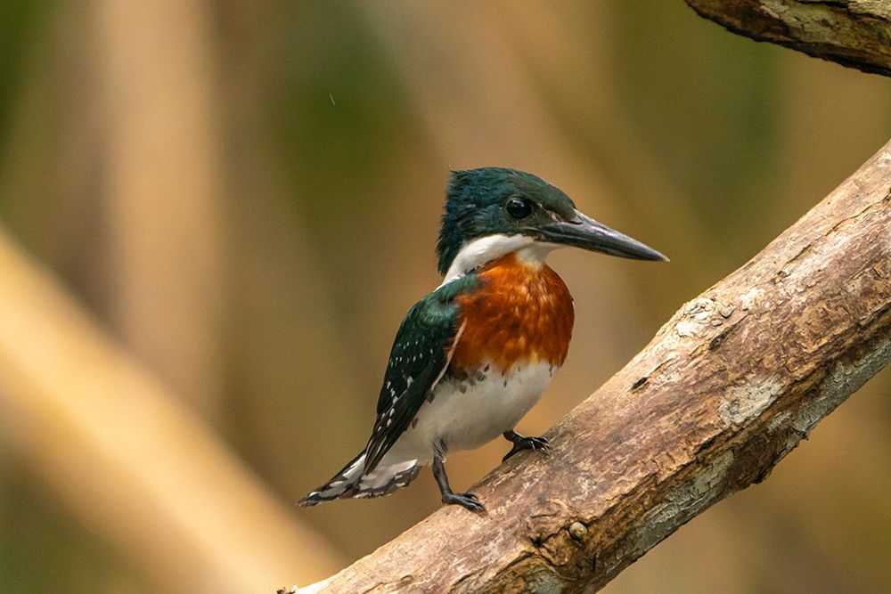 Wall Art Painting id:603870, Name: Trinidad-Caroni Swamp. Green kingfisher bird close-up., Artist: Jaynes Gallery