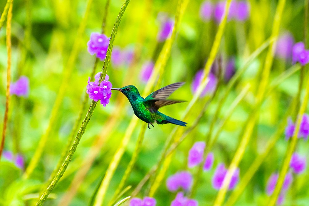 Wall Art Painting id:603871, Name: Trinidad. Blue-chinned sapphire hummingbird feeding on vervain flowers., Artist: Jaynes Gallery